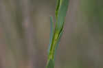 Seaside goldenrod